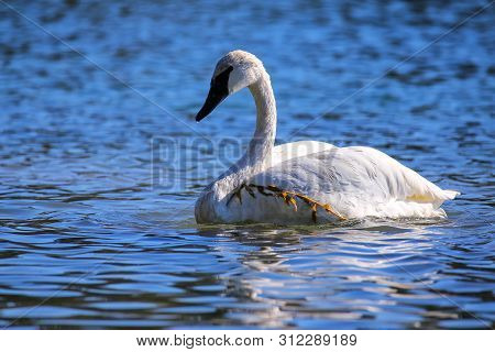 Trumpeter Swan (cygnus Buccinator) In Yellowstone National Park, Wyoming, Usa