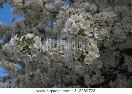 Blosom's Beauty