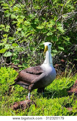Waved Albatross (phoebastria Irrorata) On Espanola Island, Galapagos National Park, Ecuador. The Wav