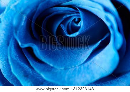 Blue Postel Color Background. Blue Rose Bloom