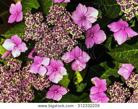 Hydrangea Macrophylla Known As Bigleaf, French,hydrangea Or Mophead Hydrangea, Penny Mac And Hortens