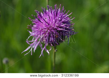 Flower Burdock On A Blurred Background Close-up. Bright Flower Burdock On A Blurred Background Close