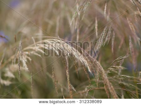 Nature Background With Wildgrass Under Sunlight. Selective Focus. Plant Background.