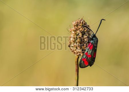 The Six-spot Burnet, A Moth With Greenish-black Wings With Crimson Spots, Holding On Brown Great Bur