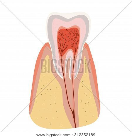 Tooth Structure Diagram Of The Incision Of The Tooth. Vector Image Isolated On White Background.