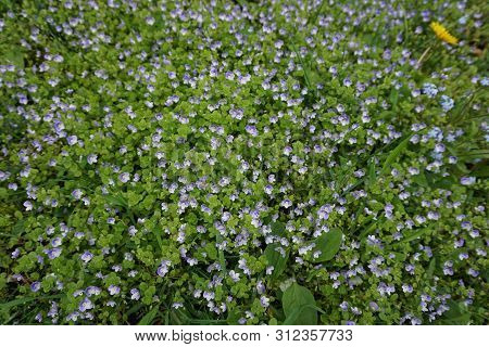 Slender Speedwell (veronica Filiformis), Also Known As Creeping Speedwell, Threadstalk Speedwell And