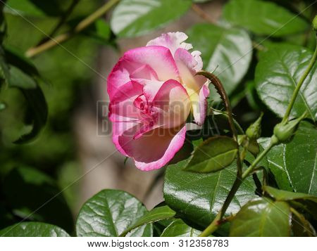Side View Of A Beautiful Pink And White Bloming Rose