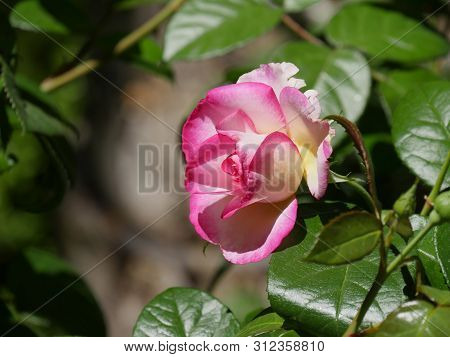 Close Up, Side View Of A Beautiful Pink And White Bloming Rose