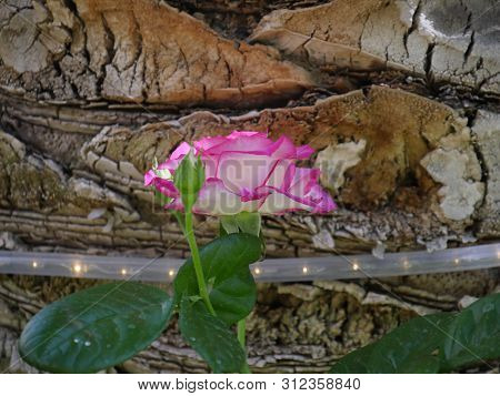 Beautiful Pink And White Bloming Rose With Chopped Wood In The Background