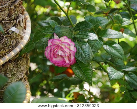 Pink And White Bloming Rose, Upside Down Shot