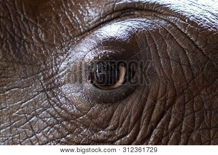Eye Rhino. Texture. Concept Of Animals In The Zoo. Pattaya Zoo, Thailand