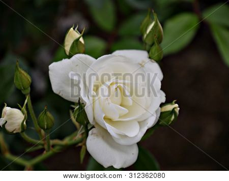 Side View Downward Shot Of A Bloming White Rose