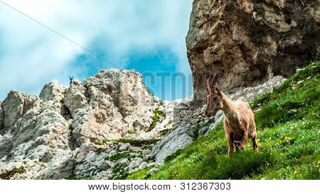Steinbocks On The Mount Montasio In The Julian Alps, In A Summer Day
