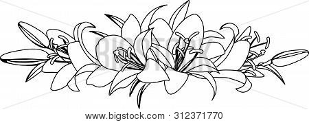 Bouquet Of Lilies, Vector Illustration. Black And White Drawing For The Design Of Presentations, Inv