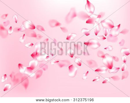 Japanese Cherry Blossom Pink Flying Petals On Rose Color Background. Isolated Flower Parts Wedding D