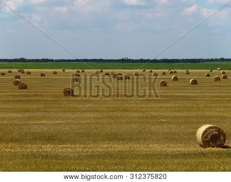 Summer Landscape With The Hay Bales In The Field. Freshly Rolled Hay Bales On Field In Ukraine. Rura