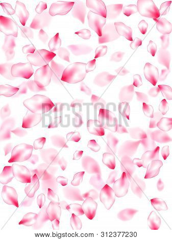 Spring Blossom Isolated Petals Flying Windy Blowing Background. Blur Effect Bloom Parts. Natural Mar