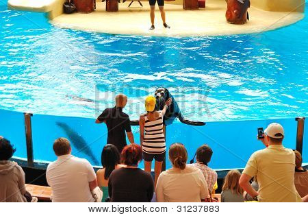 Tenerife Adası, İspanya - 26 Mayıs: Deniz aslanları gösterisinde Loro Parque 26 Mayıs 2011 tarihinde, Tenerife, Spa