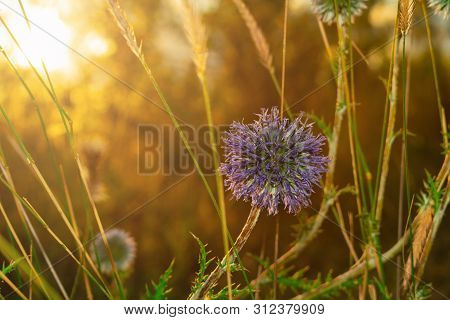 Single Globe Thistle Echinops Sphaerocephalus Pointed Head Of A Blue Flower In The Field At Sunset I