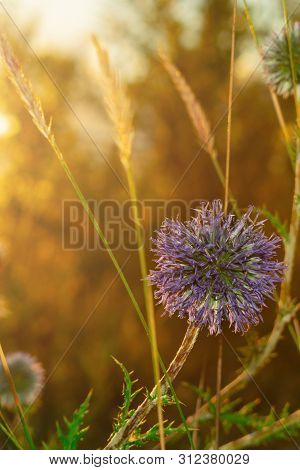 Single Globe Thistle Echinops Sphaerocephalus Pointed Head Of A Blue Flower In The Field At Sunset I