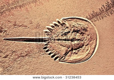 Forstenede Horseshoe Krabbe