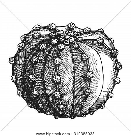 Bloomy Wild Desert Plant Cactus Hand Drawn . Round Flowered Succulent Cactus Exotic Nature Concept. 