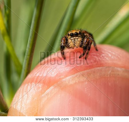 Beautiful but tiny Phidippus clarus, Brilliant Jumping Spider sitting on top of a finger tip