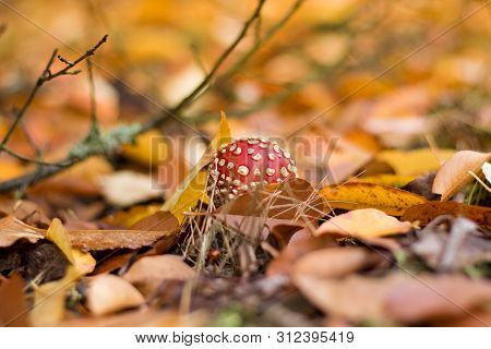 Mushroom Growing In The Forest During Autumn Season