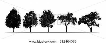 Set Realistic Illustrations Of Silhouettes Of Fruit Trees - Linden, Apple And Plum - Isolated On Whi