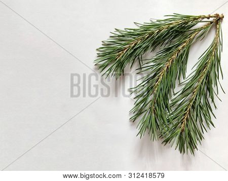 Green Branches Of Pine On A White Background