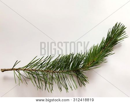 Green Branches Of Pine On A White Background