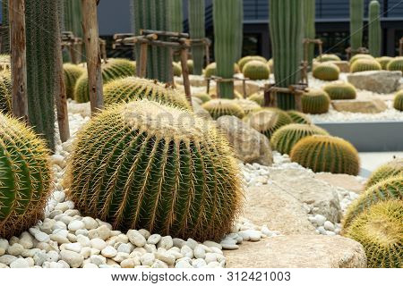 Green Cactus Plant, Natural Texture Background Concept, Copy Space