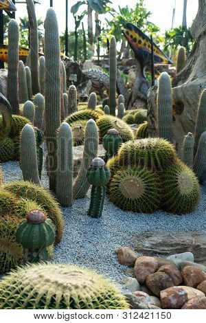 Green Cactus Plant, Natural Texture Background Concept, Copy Space