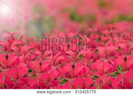 Geranium Lierre Simple Rouge Flowers Background With Solar Flare For Copy Space