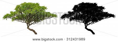 Natural Evergreen Leaves Plumeria Frangipani Tree With Black Alpha Mask Isolated On White Background