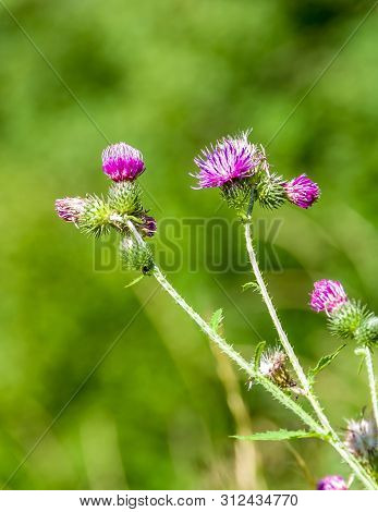 Bright Pink Flower Of Melancholy Thistle Or Cirsium Helenioides On Blurred Green Natural Background.