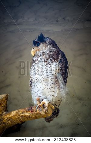 Barred Malay Eagle Owl Perched On Tree