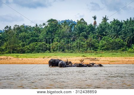 Wild Buffalos In A River, Taman Negara National Park, Malaysia, Asia