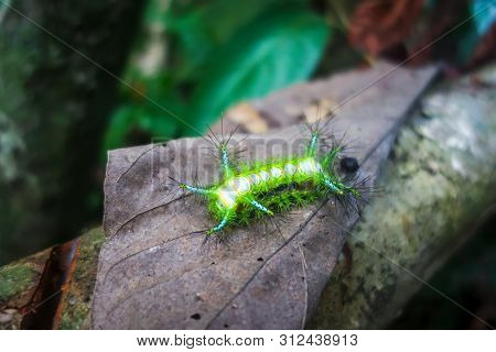 Stinging Slug Caterpillar In Taman Negara National Park, Malaysia