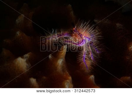 Pink Squat Lobster (up To 2.5 Cm) Is Hiding Inside Xestospongia Barrel Sponge, Panglao, Philippenes