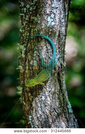 Male Of Jewel Lizard (liolaemus Tenuis) Warming Up In The Sun On The Tree. Condor Circuit Trek, Vilc