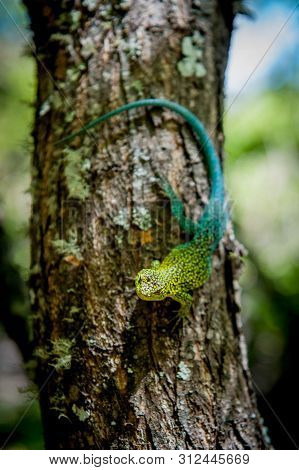 Male Of Jewel Lizard (liolaemus Tenuis) Warming Up In The Sun On The Tree. Condor Circuit Trek, Vilc
