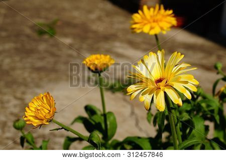 Calendula Flowers, Bright Yellow In Sunny Weather. Close-up, Blurred Background.