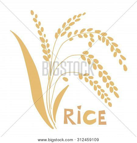 Vector Illustration Of Rice Plant Isolated On White Background.