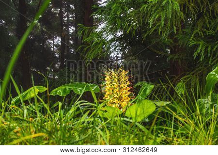 Conteira (hedychium Gardnerianum) Flowers Growing In The Green Forests On Sao Miguel Island, Azores,