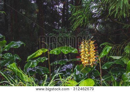 Conteira (hedychium Gardnerianum) Flowers Growing In The Green Forests On Sao Miguel Island, Azores,