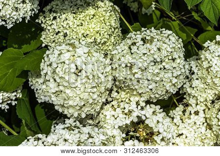 Hydrangea Macrophylla Known As Bigleaf, French,hydrangea Or Mophead Hydrangea, Penny Mac And Hortens