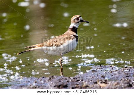 Fauna Birds Shorebirds Plover Killdeer Charadrius Vociferus Pond Background