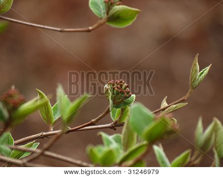 Arbuste