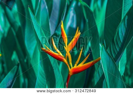 Heliconia Psittacorum Or Heliconia Golden Torch Or False Bird Of Paradise Flower. Exotic Tropical Fl